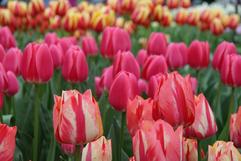 Netherlands